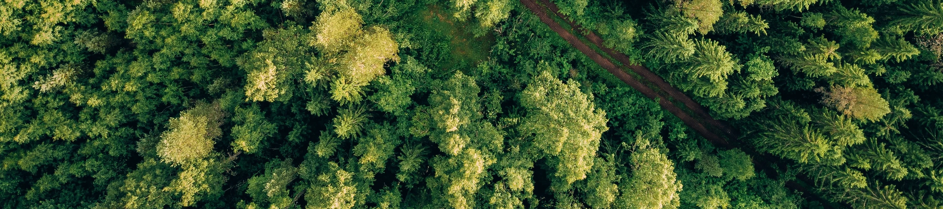 Aerial top view of summer green trees and road in forest in rural Finland