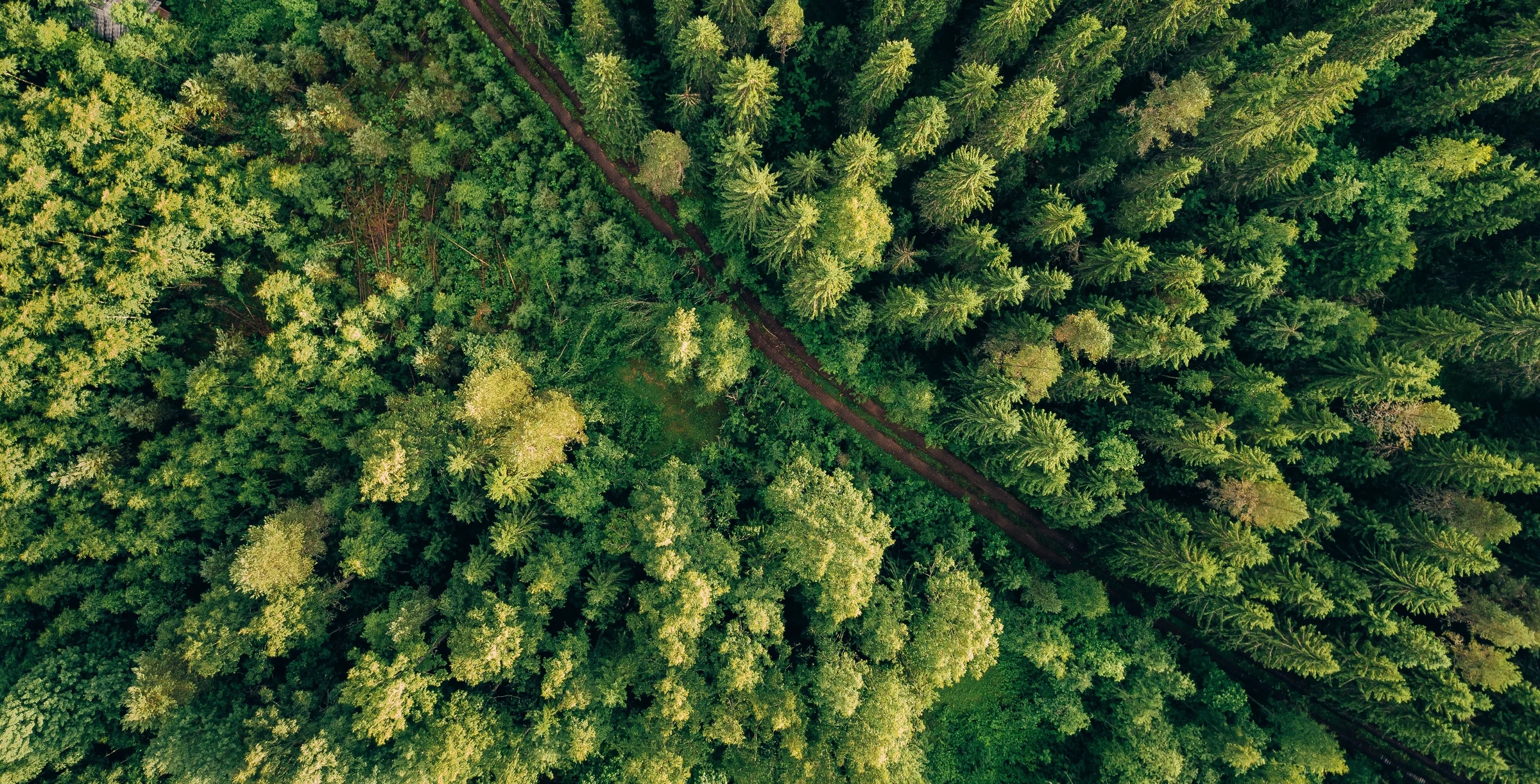 Aerial top view of summer green trees and road in forest in rural Finland