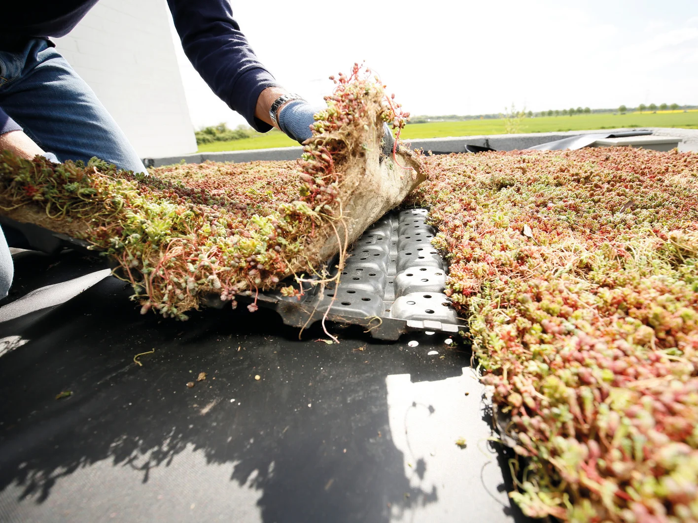 ID_6211_Green_roof_installation