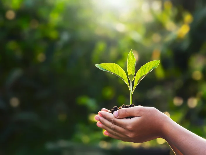 hand children holding young plant with sunlight on green nature background. concept eco earth day