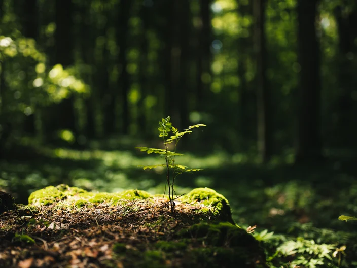 Young rowan tree seedling grow from old stump in Poland forest. 