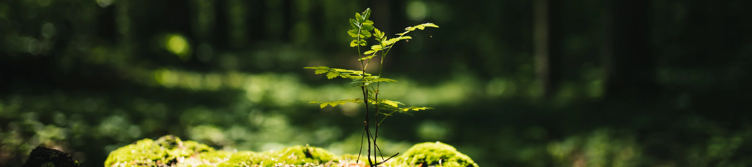 Young rowan tree seedling grow from old stump in Poland forest. 