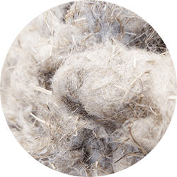 fibres lin