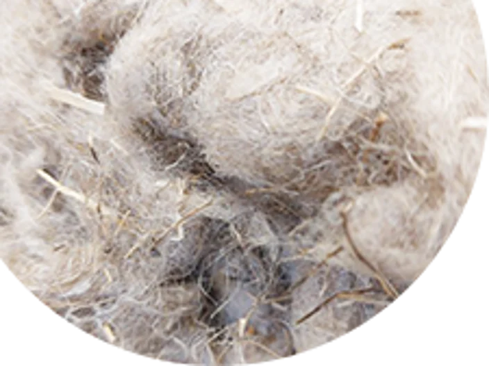 fibres lin