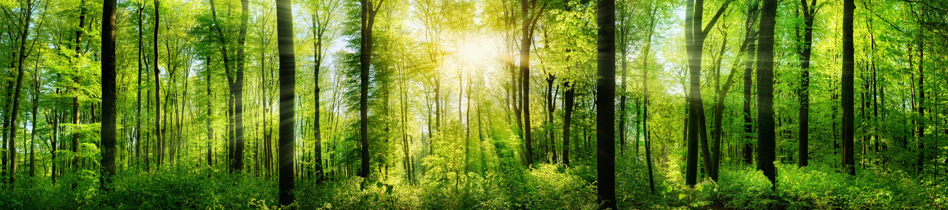 Wald Panorama mit Sonnenstrahlen