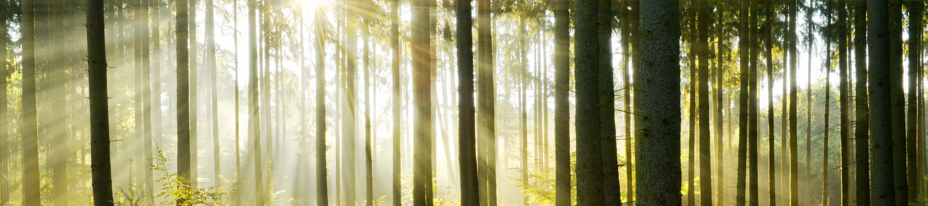 shutterstock_742249270
