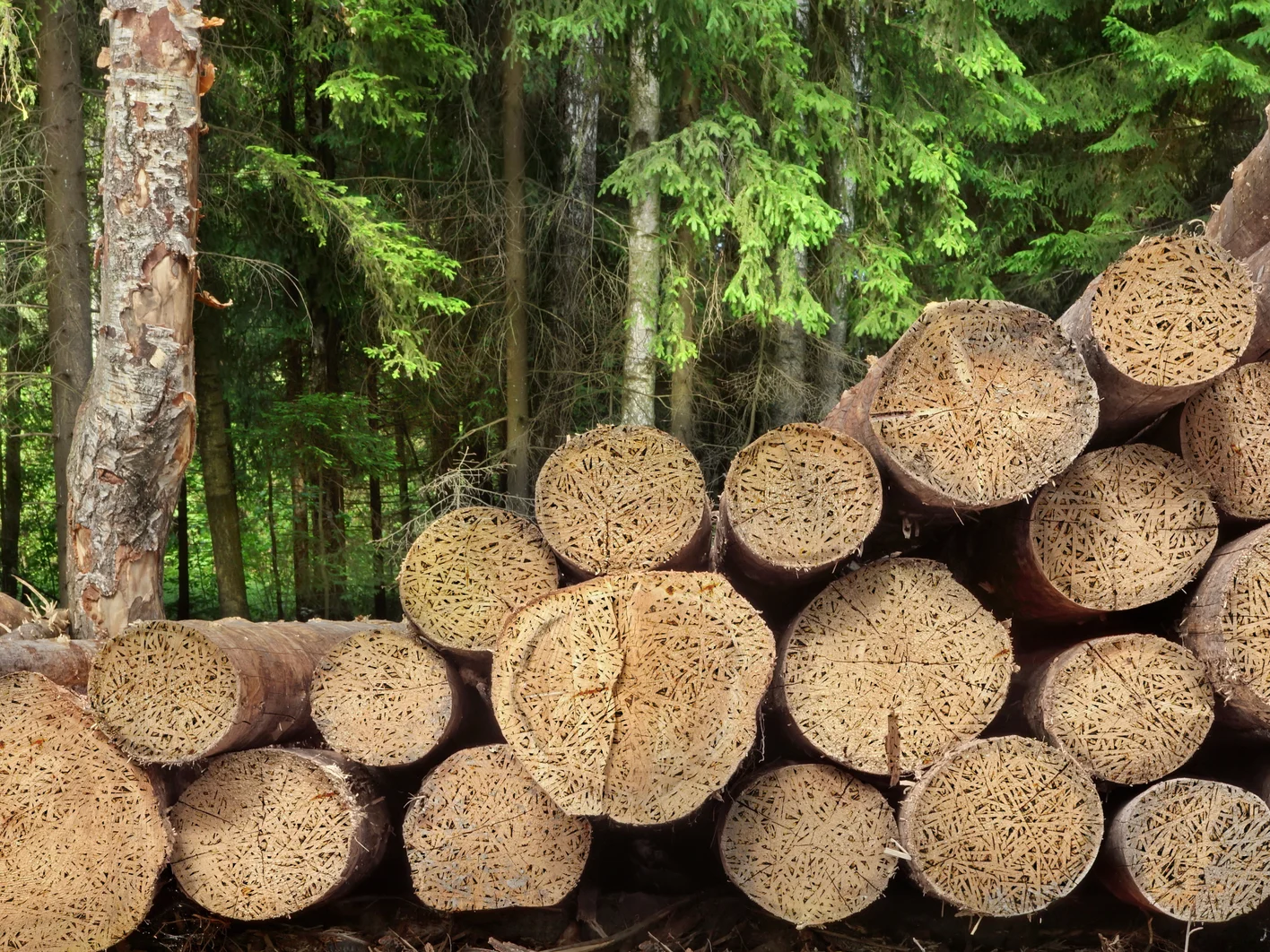 Heraklith Visual_Logs_shutterstock_289067024-A