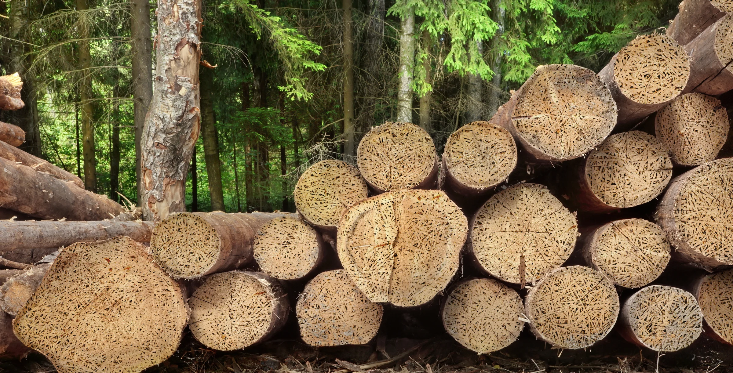 Heraklith Visual_Logs_shutterstock_289067024-A