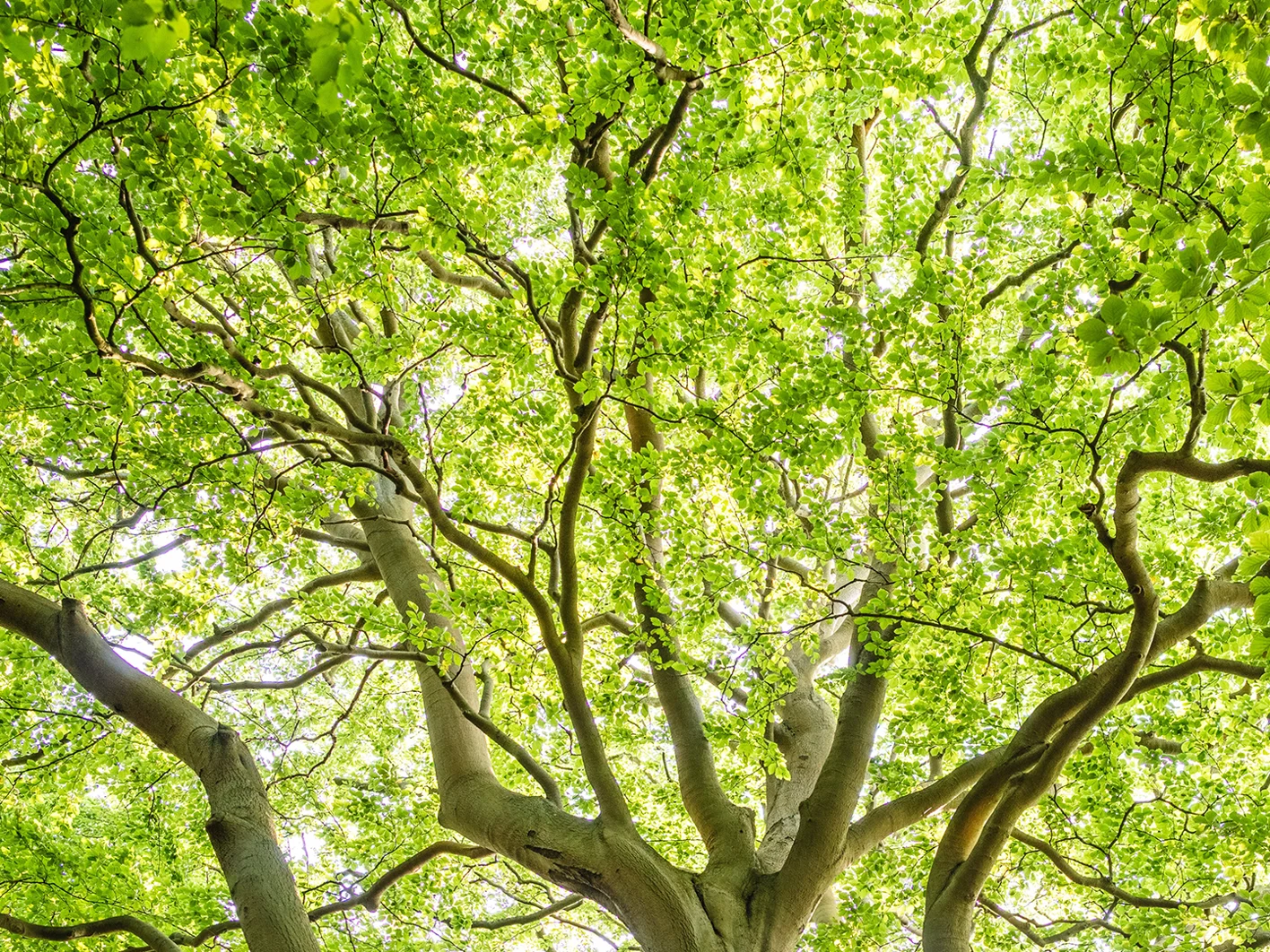 Carbon Reduction