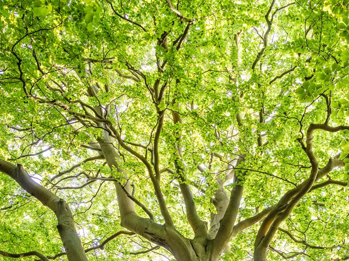 Carbon Reduction