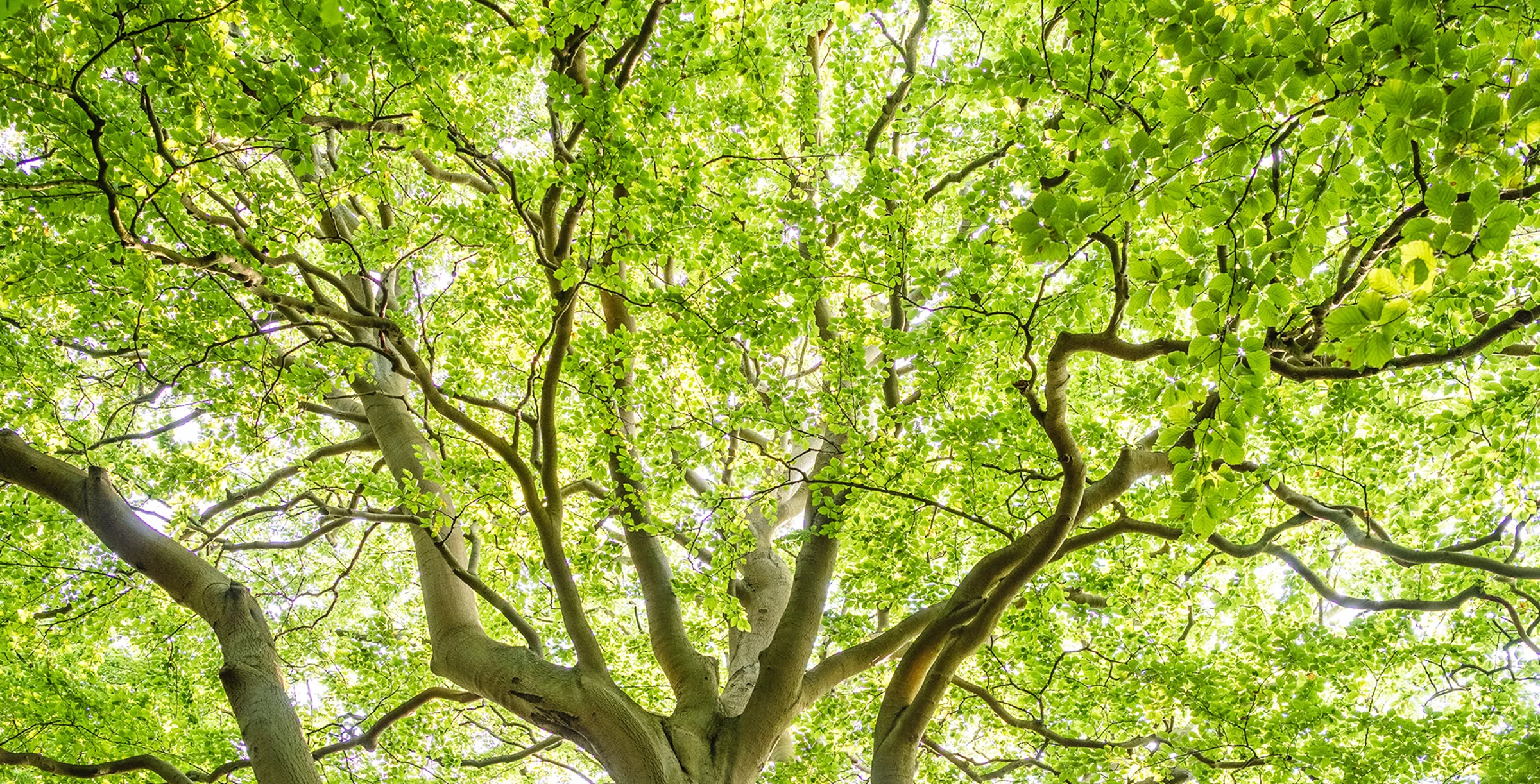 Carbon Reduction