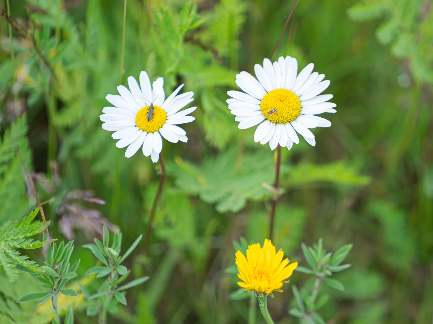 Biodiversitet-hos-Knauf