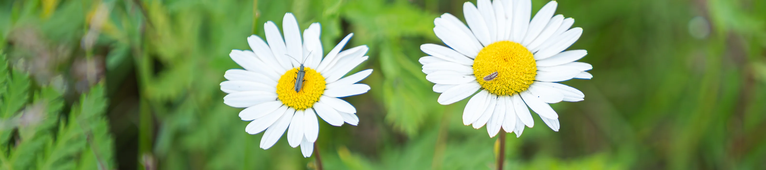 Biodiversitet-hos-Knauf
