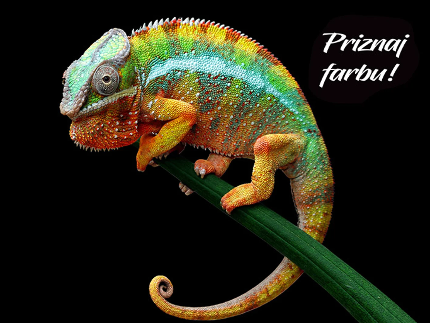 banner-priznaj-farbu