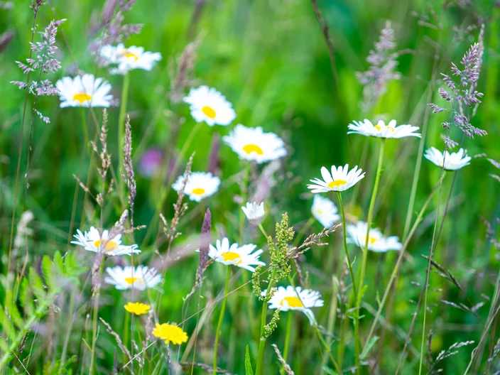 Biodiversitet-ved-Knauf-i-Hobro