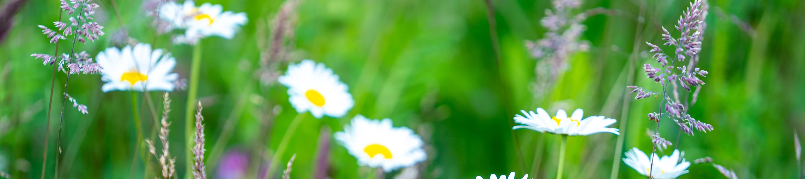 Biodiversitet-ved-Knauf-i-Hobro
