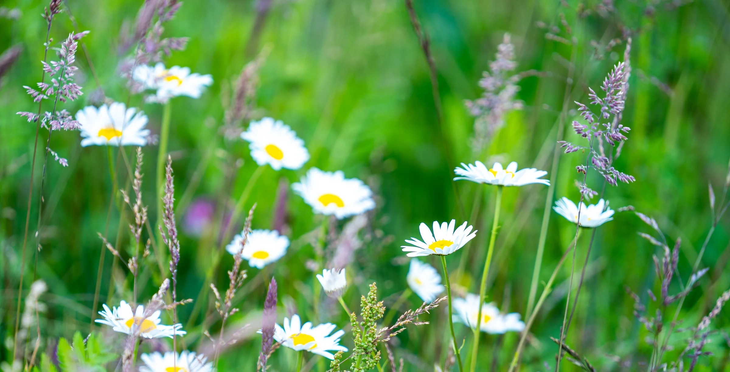Biodiversitet-ved-Knauf-i-Hobro