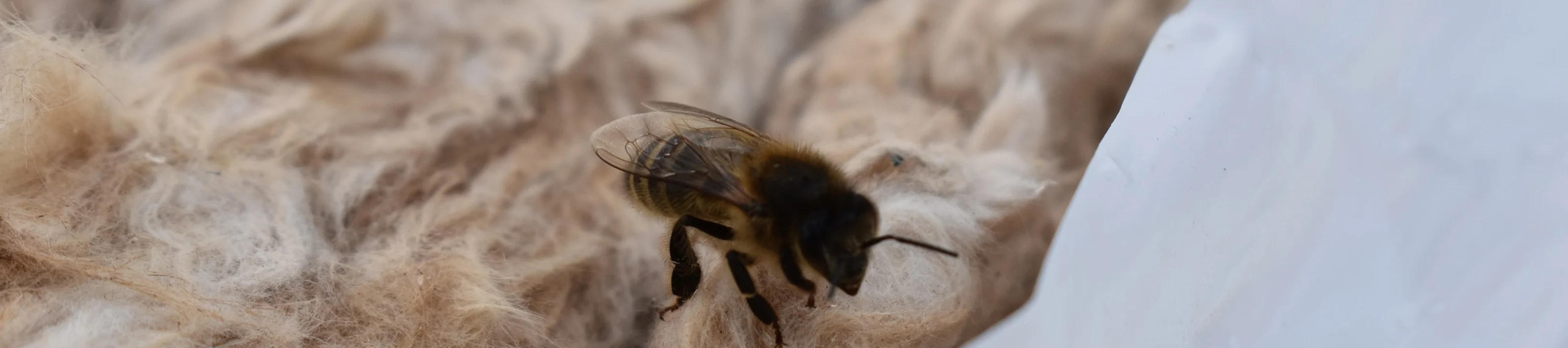 UK-reference-Gwent-Beekeepers-Wales