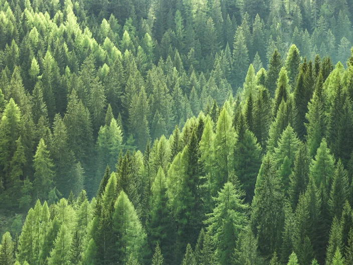 Healthy green trees in a forest of old spruce fir and pine
