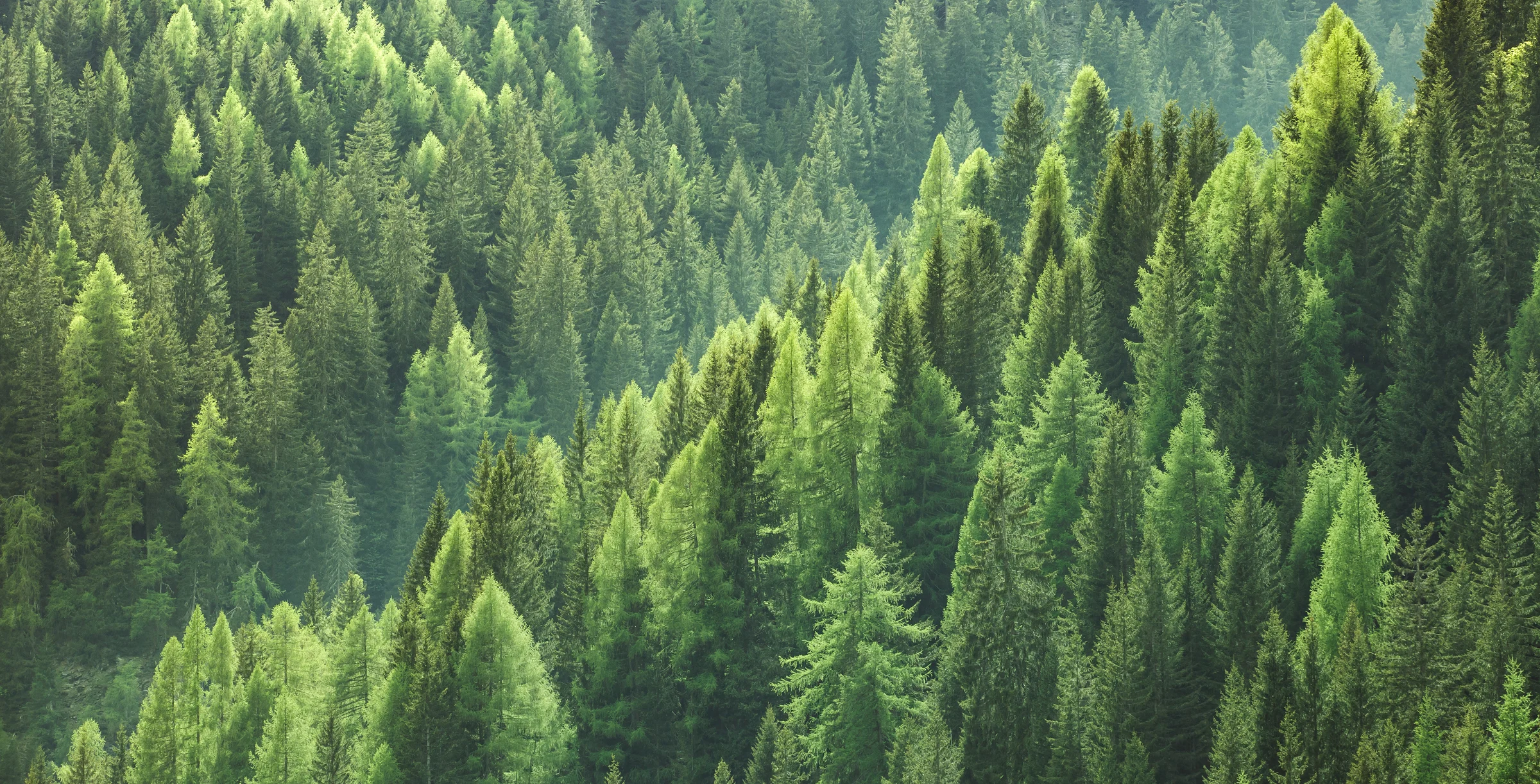 Healthy green trees in a forest of old spruce fir and pine