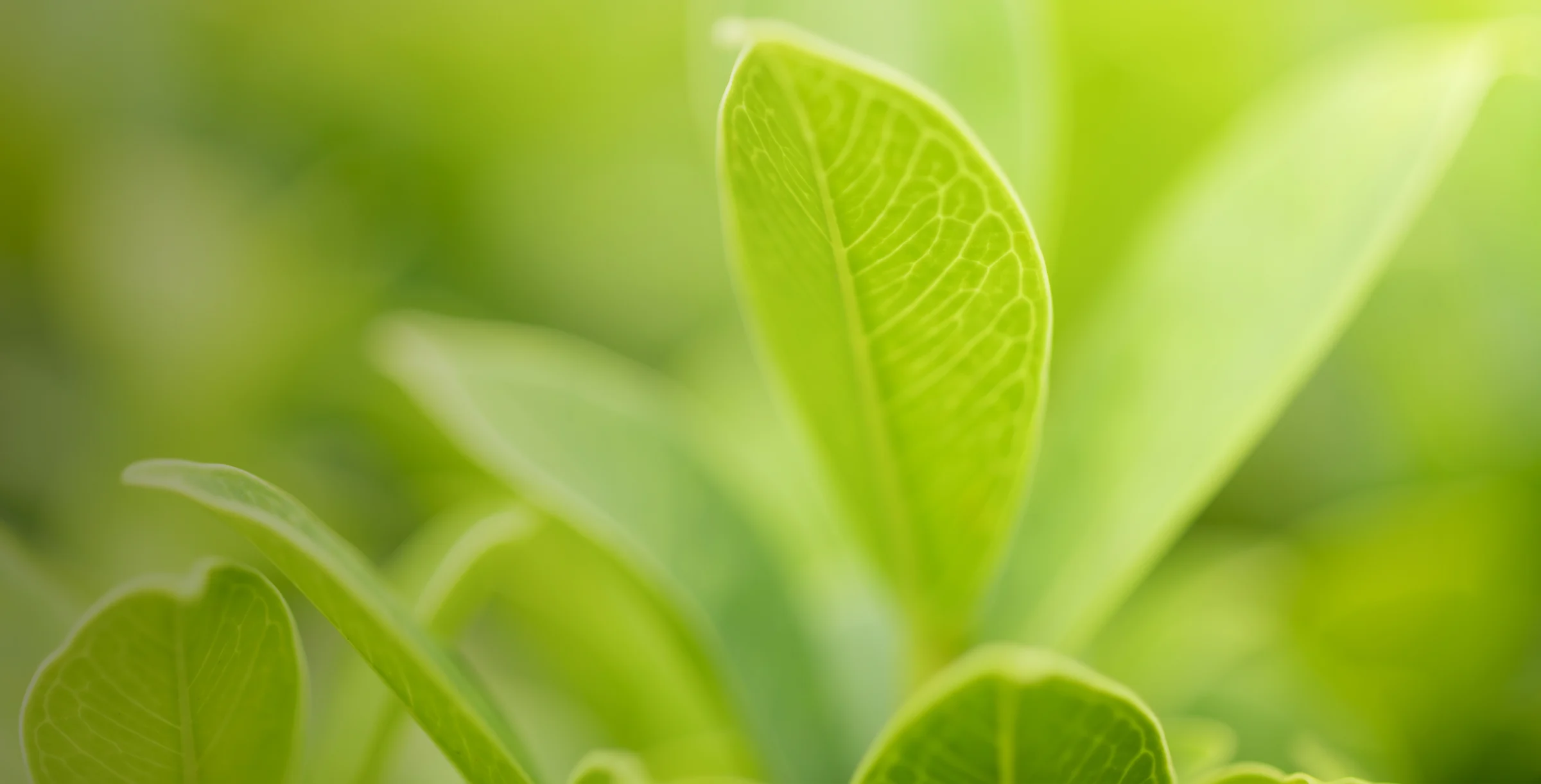 Sustainabililty image