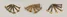 Knauf - Knauf Plasterboard Screws - 10620 Knauf Plasterboard Screws Image