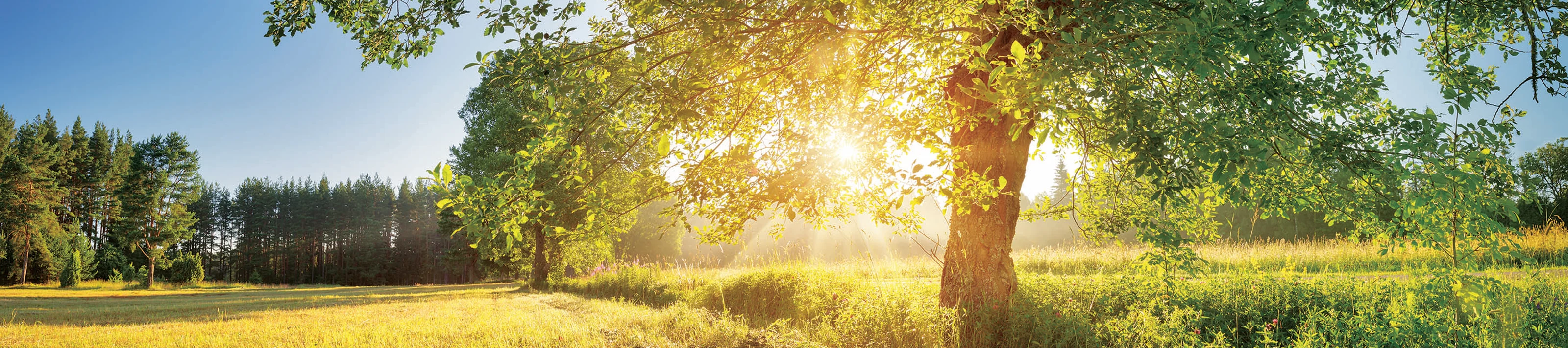 rénovation thermique illustration nature arbre