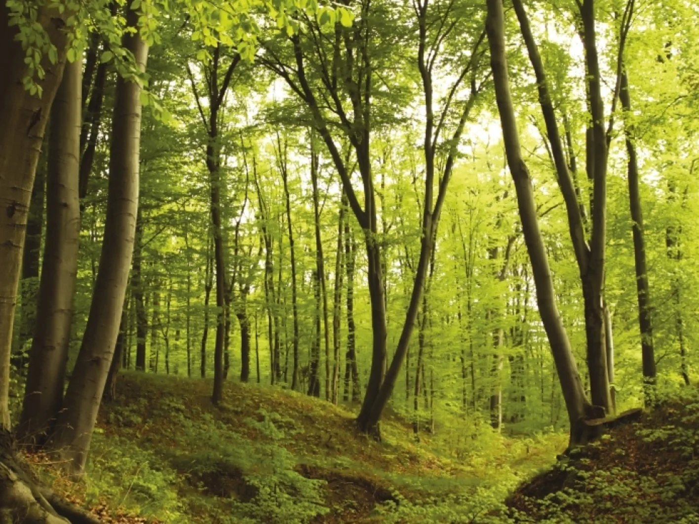 image forêt illustration shutterstock