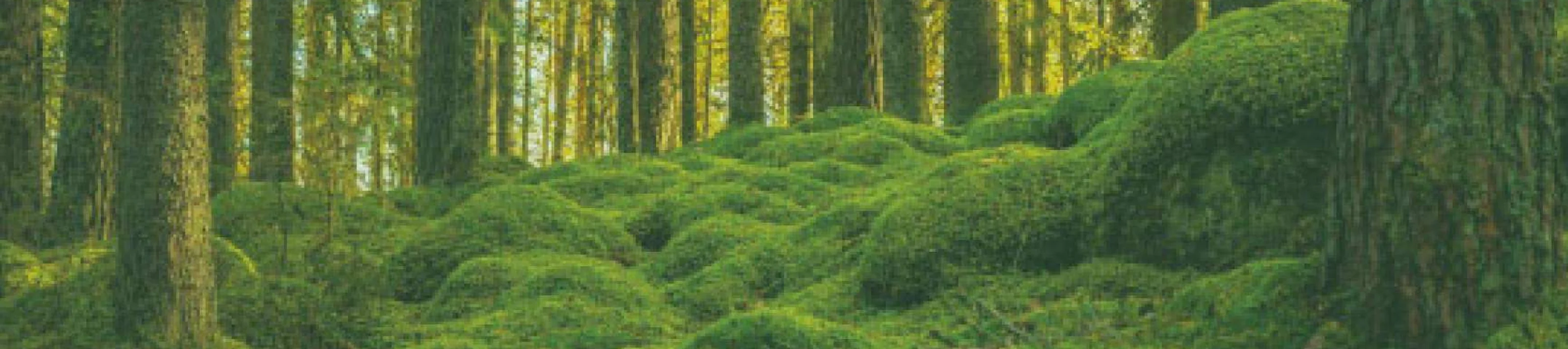 Bannière EcoVadis