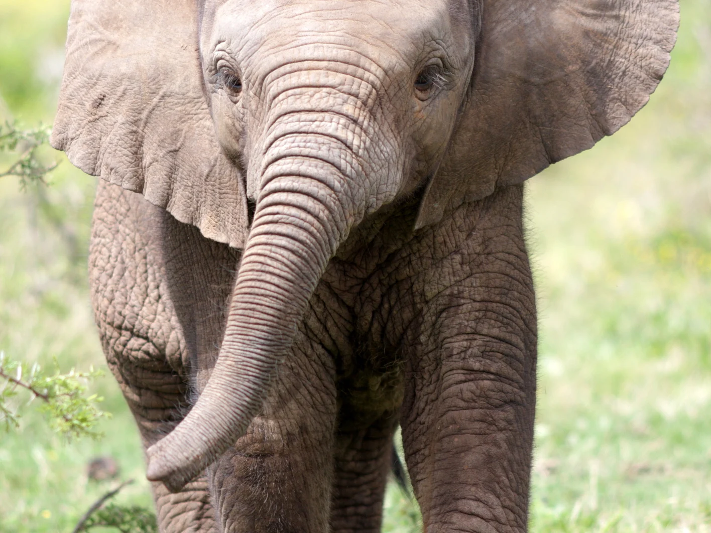 Cute baby elephant calf in this portrait image from South Africa