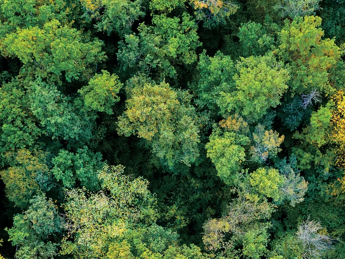Aerial top down view of a green forest