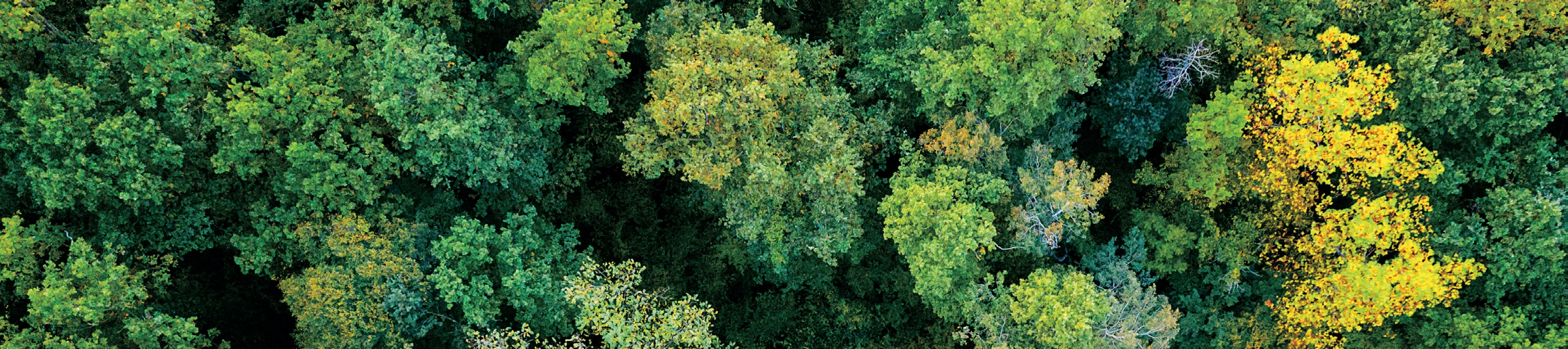 Aerial top down view of a green forest