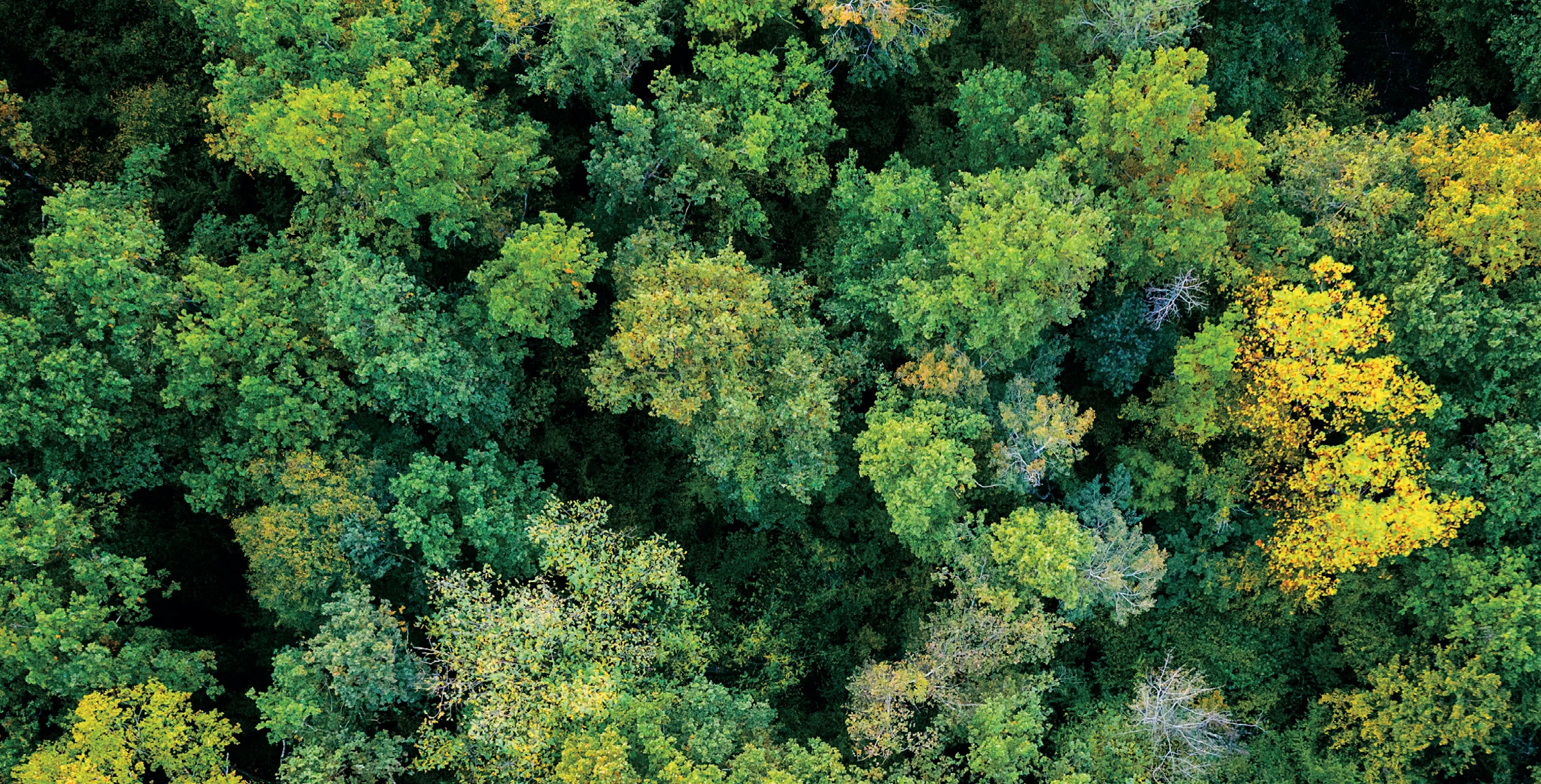 Aerial top down view of a green forest