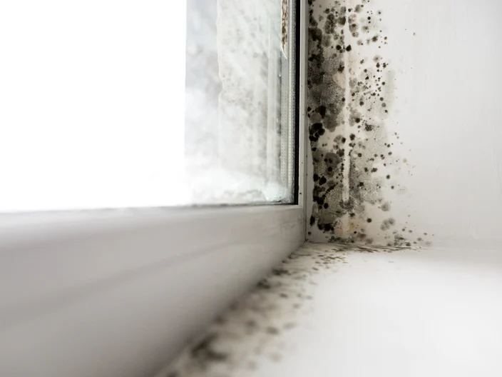 fungus on the windows