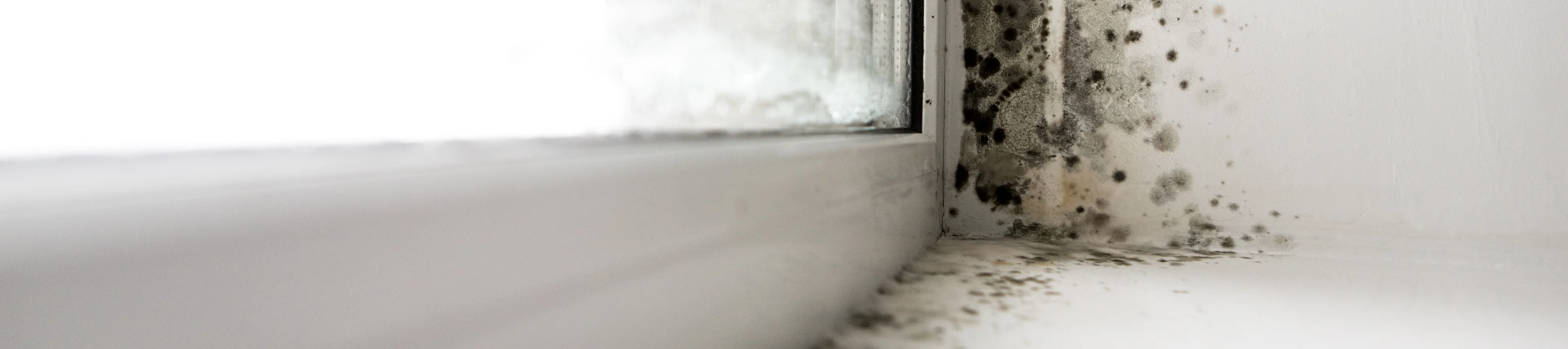 fungus on the windows